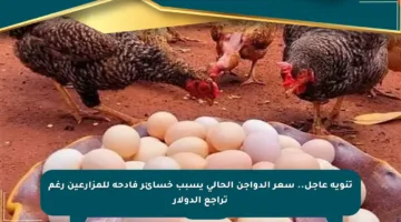 تنويه عاجل.. سعر الدواجن الحالي يسبب خسائر فادحة للمزارعين رغم تراجع الدولار